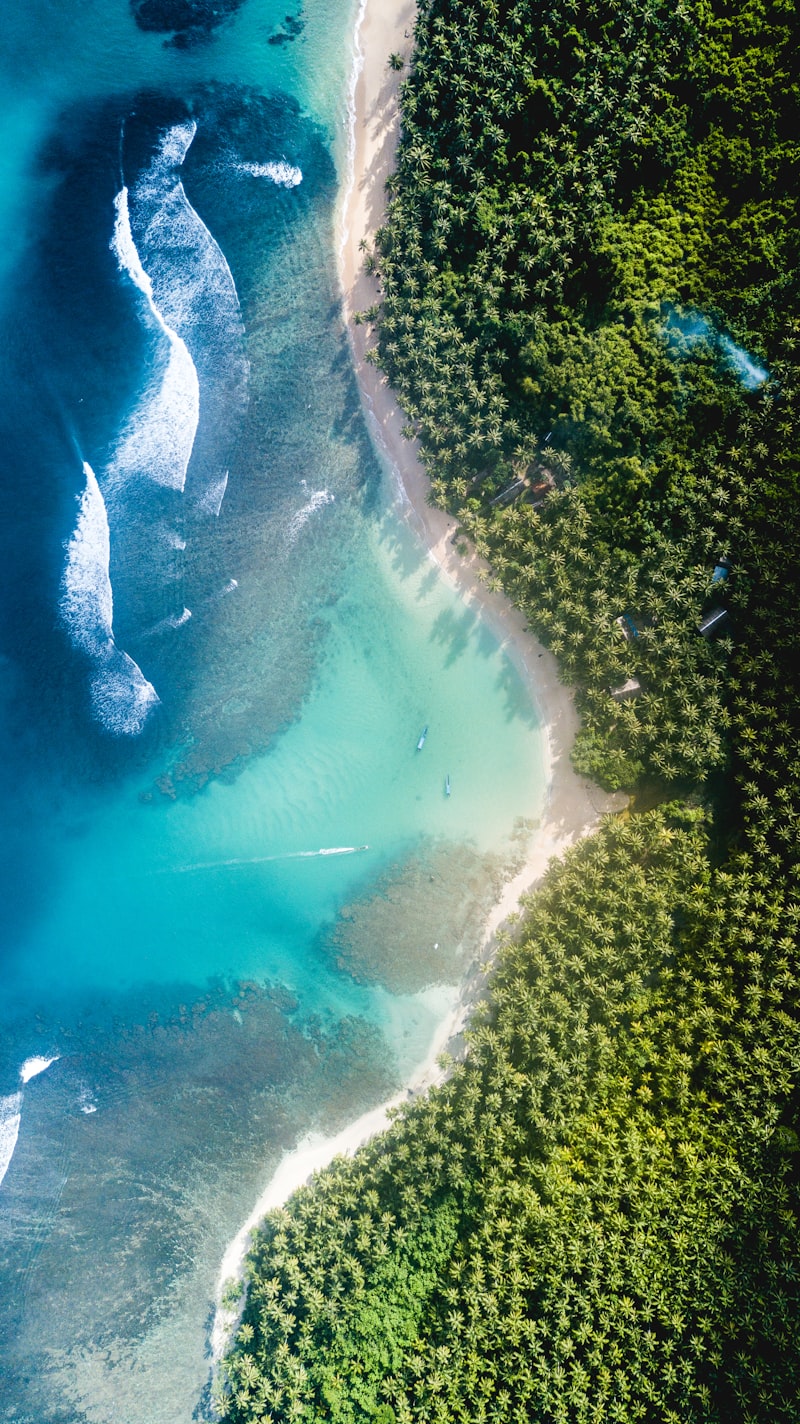 Caribbean beach with palm trees