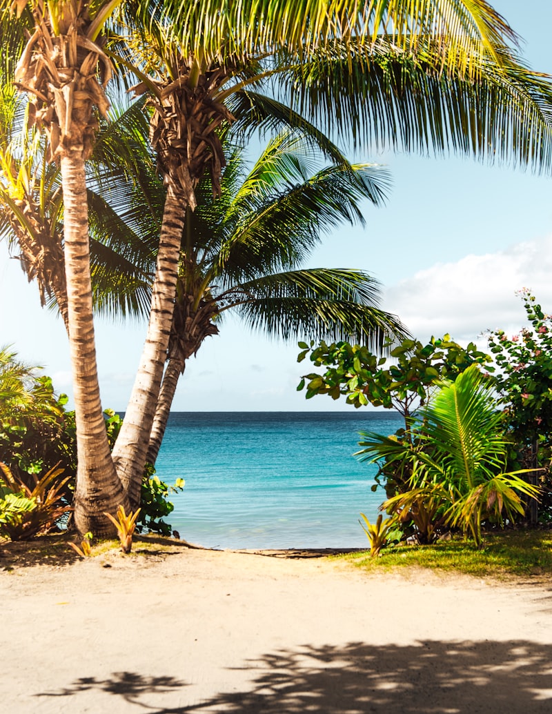 Tropical beach with palm trees